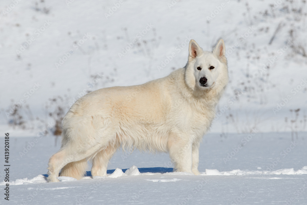 White Swiss Shepherd dog running on snow White Swiss Shepherd dog running on snow