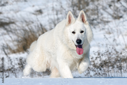 White Swiss Shepherd dog running on snow © byrdyak