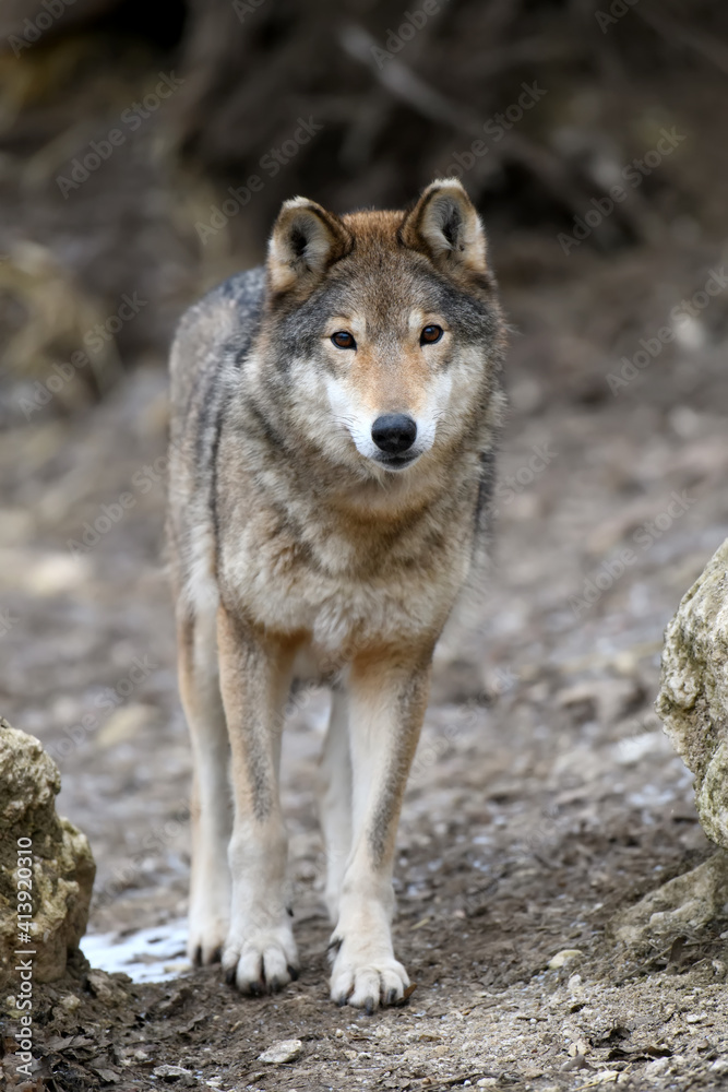 Close up wolf in winter forest background Close up wolf in winter forest background
