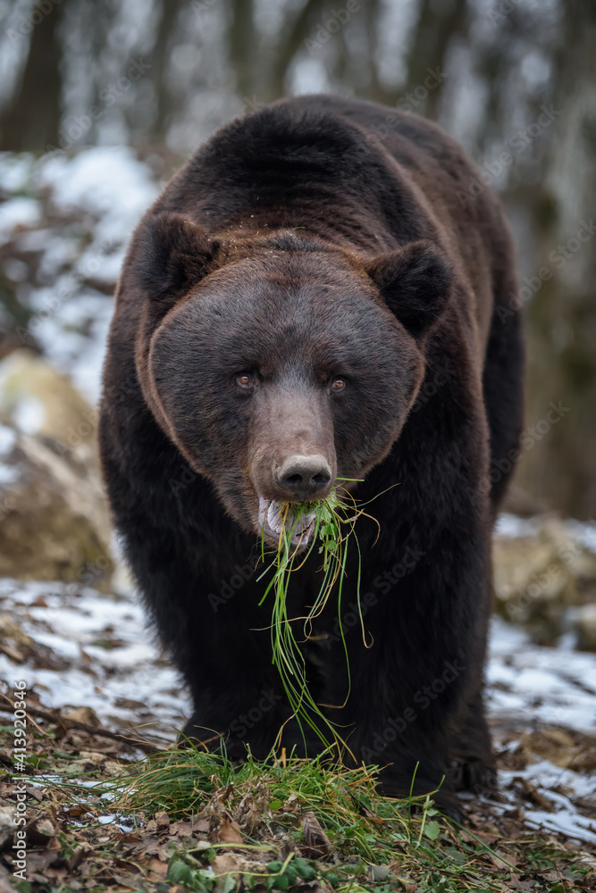 Wild adult Brown Bear (Ursus Arctos) eat grass in the winter forest