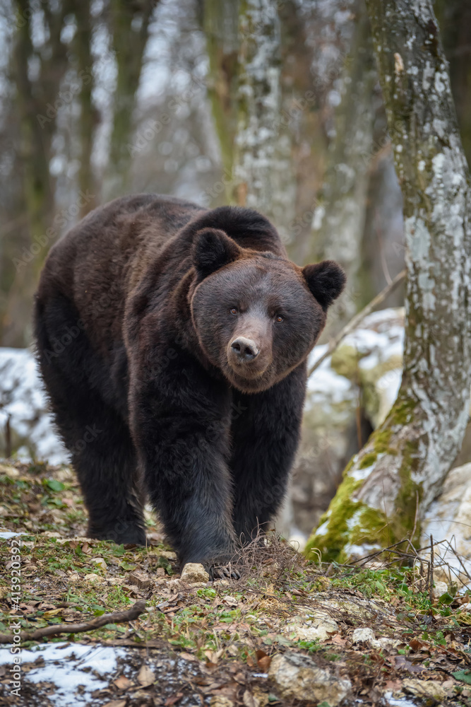 Wild adult Brown Bear (Ursus Arctos) in the winter forest Wild adult Brown Bear (Ursus Arctos) in the winter forest