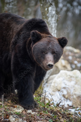 Wallpaper Mural Wild adult Brown Bear (Ursus Arctos) in the winter forest Torontodigital.ca