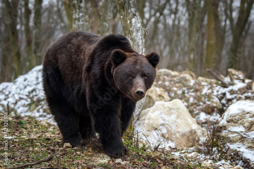 Wild adult Brown Bear  Ursus Arctos  in the winter forest