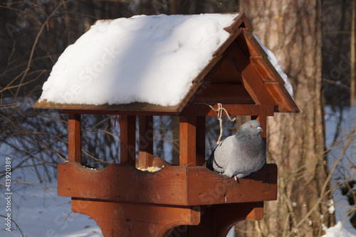 the pigeon sits in the feeder in winter