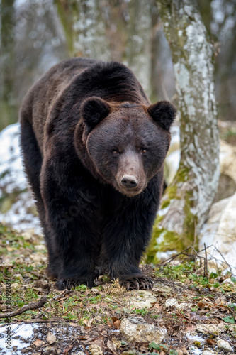 Wild adult Brown Bear (Ursus Arctos) in the winter forest