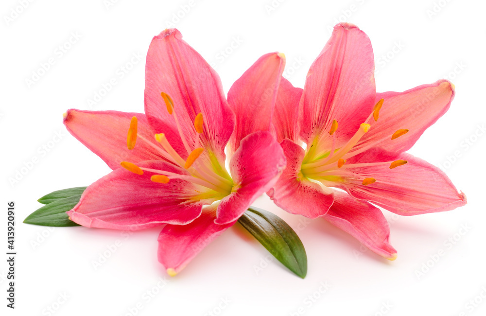 Two pink lilies. Two pink lilies.
