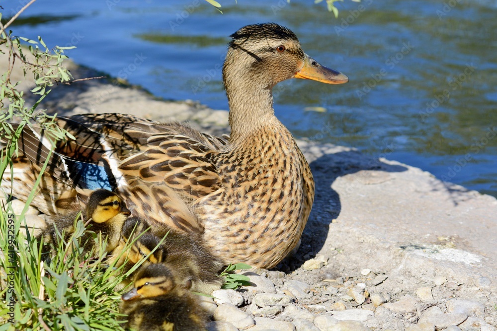 Duck and brood of ducklings. Duck with little ducklings on the shore of the lake. Duck with ducklings in the city