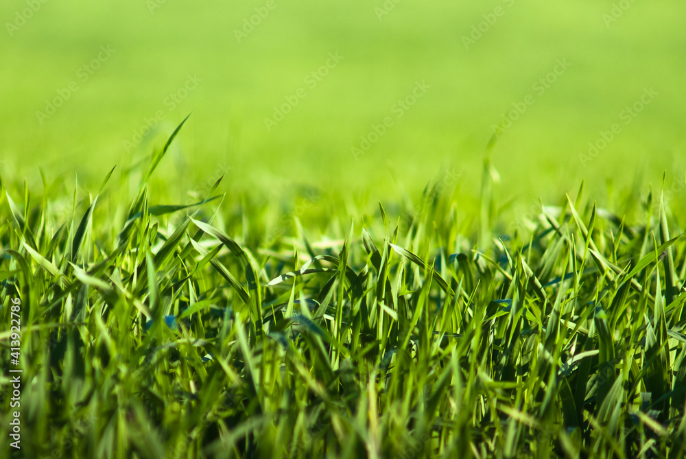 Fototapeta premium green grass close-up, in the photo grass in a meadow and sunlight