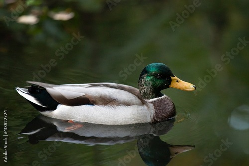 Lonesome green duck swimming in water