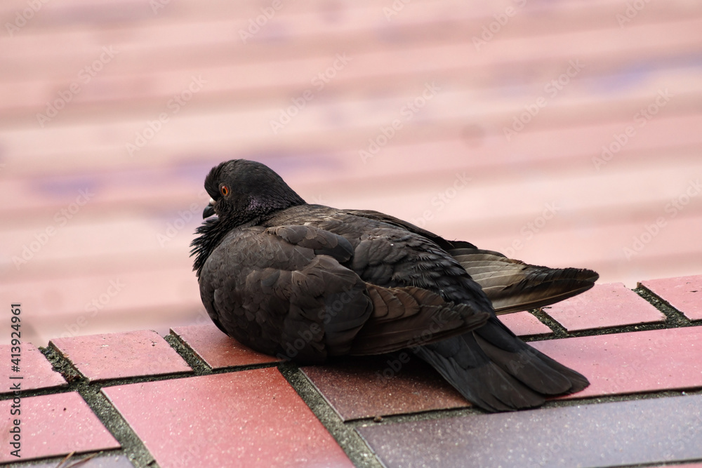 Obraz premium 佇むハト