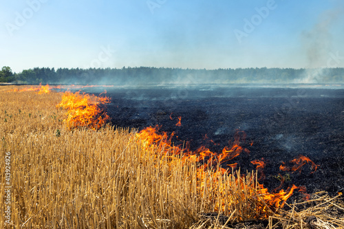 Wildfire on wheat field stubble after harvesting near forest. Burning dry grass meadow due arid climate change hot weather and evironmental pollution. Soil enrichment with natural ash fertilizer © Kirill Gorlov