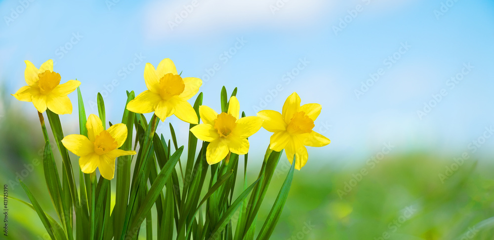 Spring Nature background with Daffodil Flowers. Spring Nature background with Daffodil Flowers.
