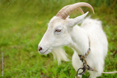 Domestic goat in the meadow on a sunny summer day. Portrait of white goat a close-up. Animal husbandry