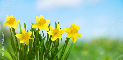 Spring Nature background with Daffodil Flowers.