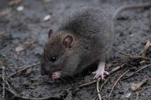 Ratte (rattus) in freier Wildbahn