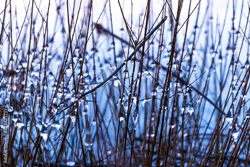 Winter. Frozen drops of water on the branches above the river Winter. Frozen drops of water on the branches above the river