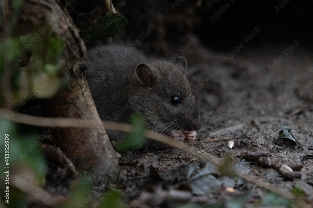 Ratte (rattus) in freier Wildbahn Ratte (rattus) in freier Wildbahn