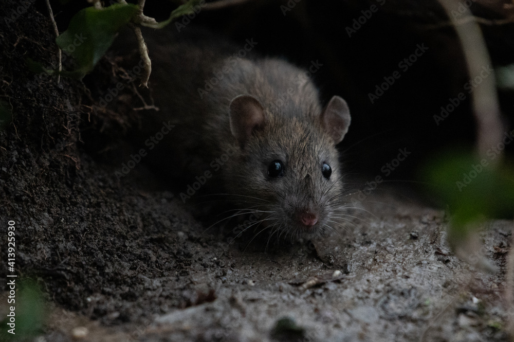 Ratte (rattus) in freier Wildbahn Ratte (rattus) in freier Wildbahn