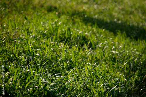 Spring grass in the sun