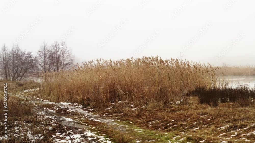 Dry cane thickets on the river bank. Crane Dolly shot to dry cane during spring day in foggy weather. Dry cane thickets on the river bank. Crane Dolly shot to dry cane during spring day in foggy weather.
