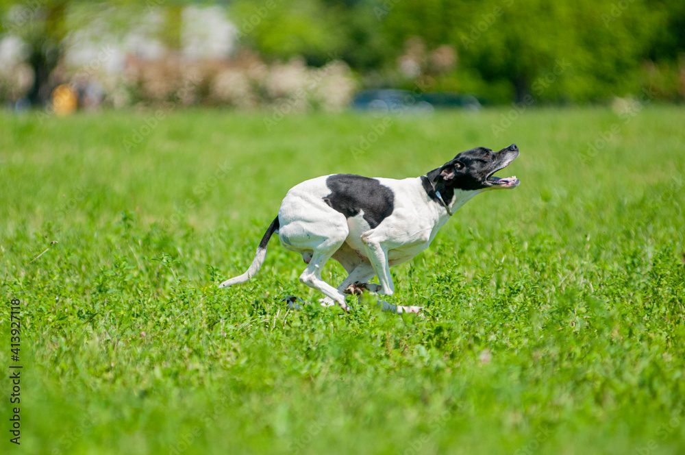 Black and white English Pointer dog is running at full speed. Dog gallop, green grass