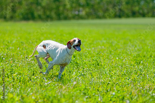 Red and Orange English Pointer dog is running at full speed on green grass. Pointer dog hunting in the field