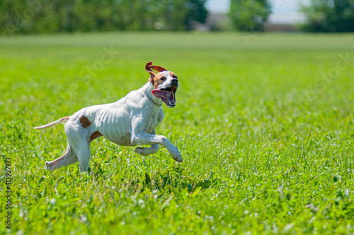 Red and Orange English Pointer dog is running at full speed on green grass. Pointer dog hunting in the field