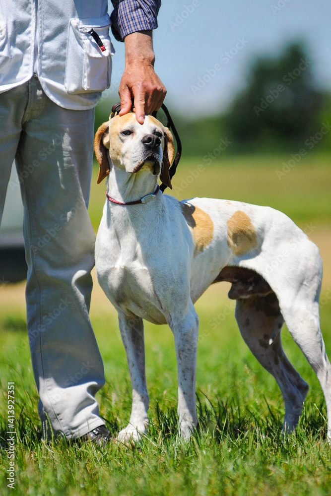 Elegant orange and white English Pointer dog is on a leash near his owner. Dog owner is petting his head