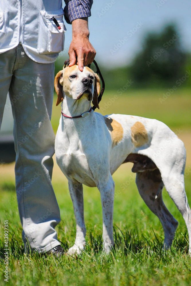 Elegant orange and white English Pointer dog is on a leash near his owner. Dog owner is petting his head Elegant orange and white English Pointer dog is on a leash near his owner. Dog owner is petting his head