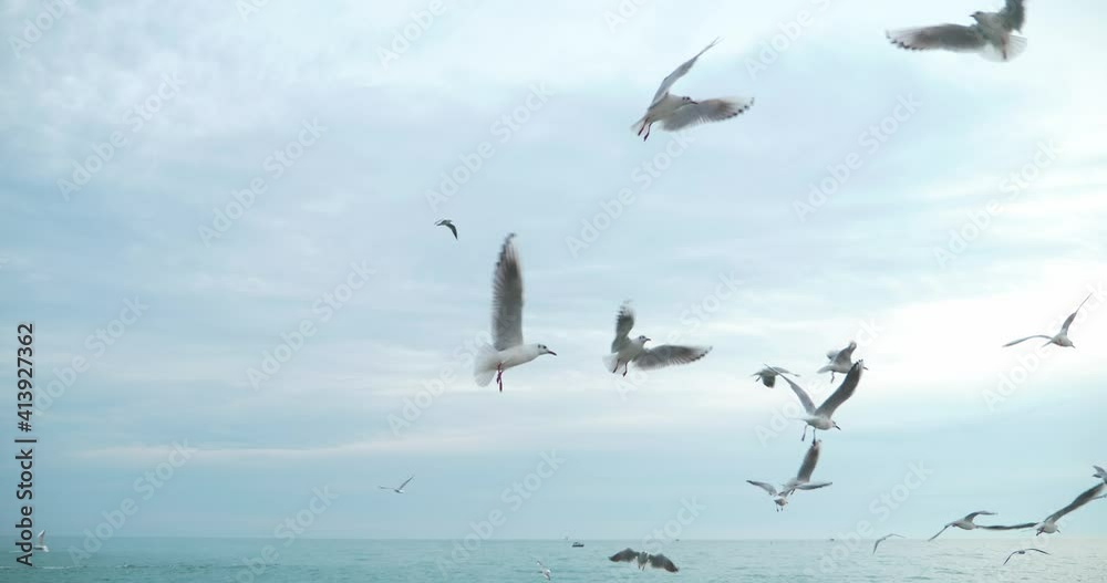 many seagulls at sea. copy space. beautiful seascape in blue tones.