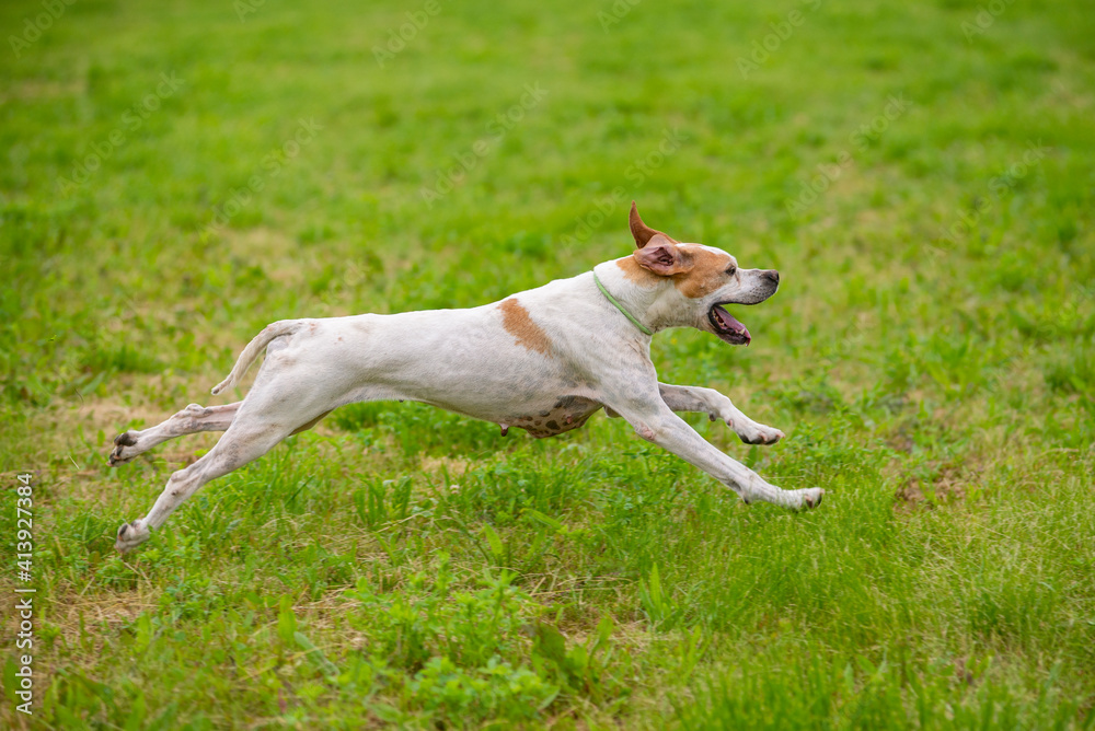 Red and Orange English Pointer dog is running at full speed on green grass. Pointer dog hunting in the field