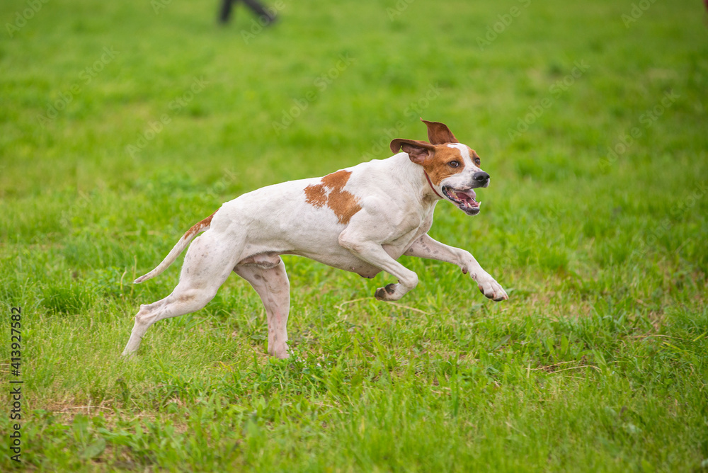 Red and Orange English Pointer dog is running at full speed on green grass. Pointer dog hunting in the field