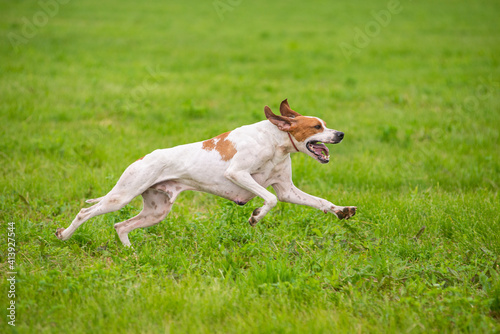 Red and Orange English Pointer dog is running at full speed on green grass. Pointer dog hunting in the field © anna pozzi