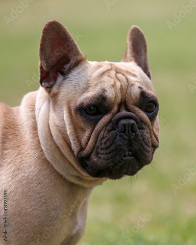 French Bulldog © sue