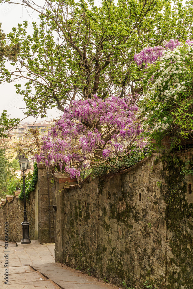 Fototapeta premium Wisteria bush on an old staircase in the city of Florence, Italy