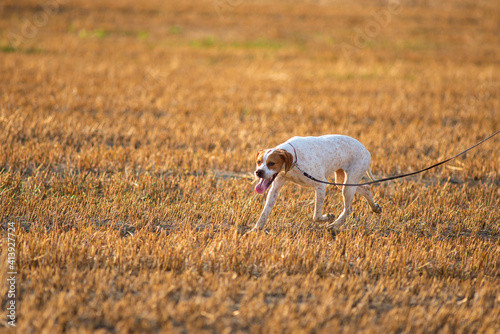 Elegant English Pointer on a leash. Red and orange pointerm summer season