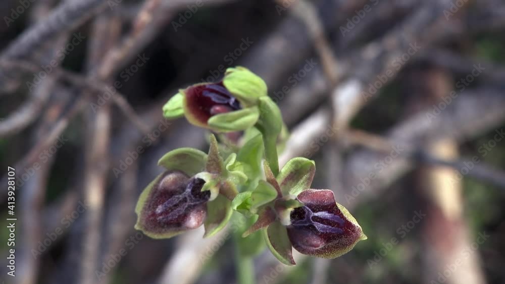 he wild orchids of Rhodes Greece are beautiful rare and delicate plants that usually grow under the shadows of the trees in the forests of the island. he wild orchids of Rhodes Greece are beautiful rare and delicate plants that usually grow under the shadows of the trees in the forests of the island.