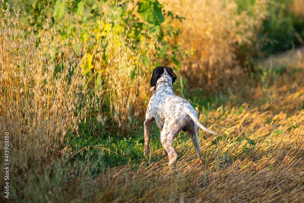 Elegant English Pointer on a leash Elegant English Pointer on a leash