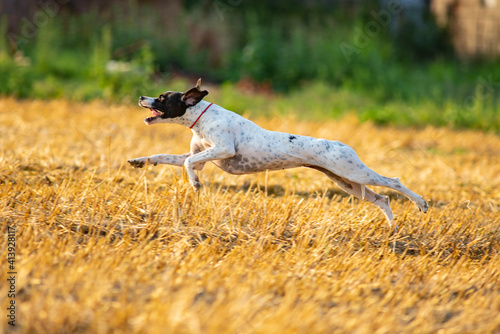Profile shot of athletic black and white English Pointer dog running at full speed during hunting day