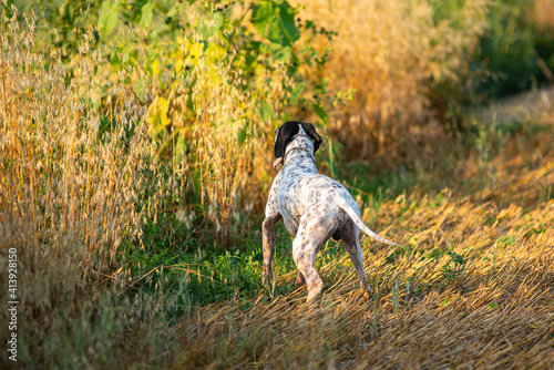 Elegant English Pointer on a leash