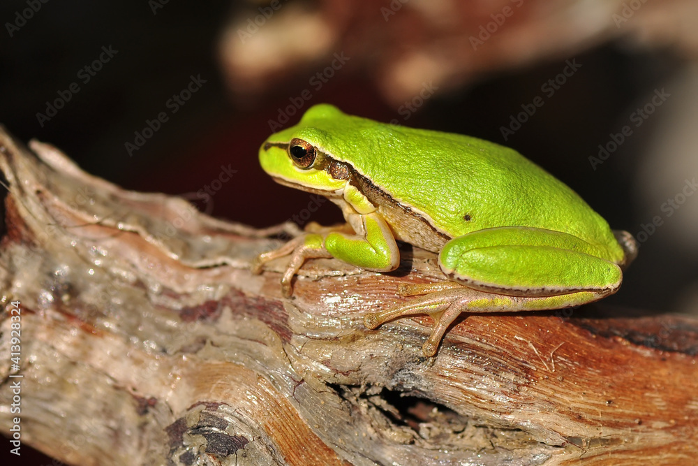 Beautiful Europaean Tree frog Hyla arborea Beautiful Europaean Tree frog Hyla arborea
