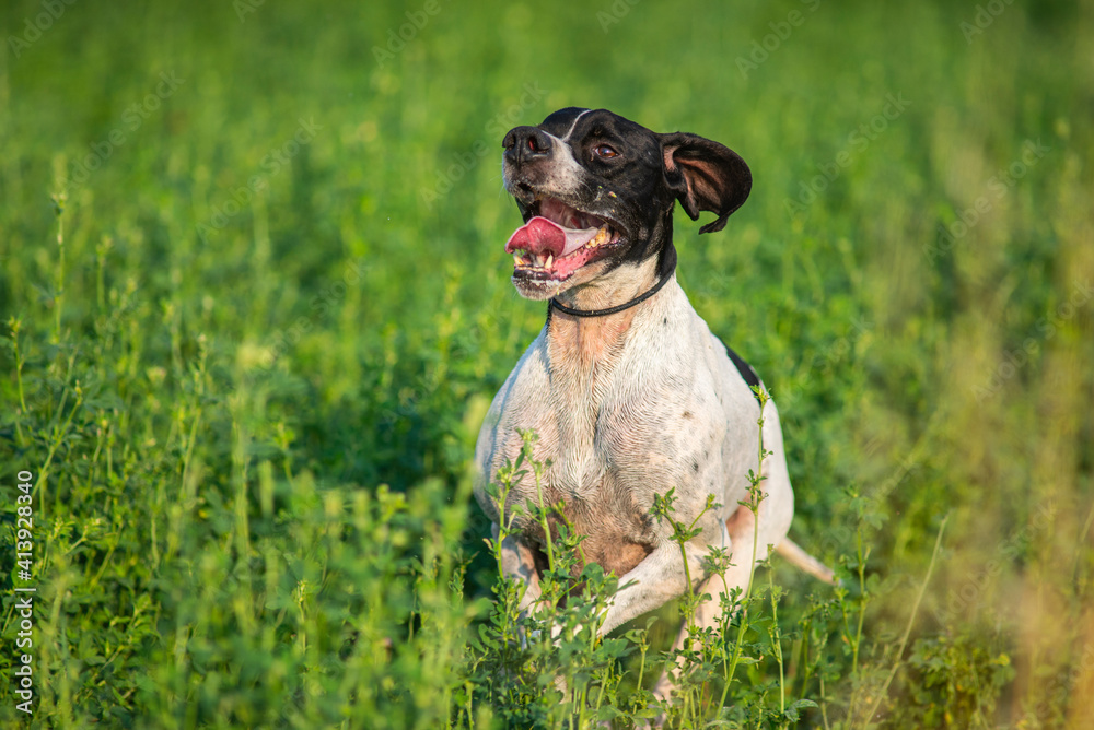Close up action shot of English Pointer dog running in the high grass. Happy dog with open mouth Close up action shot of English Pointer dog running in the high grass. Happy dog with open mouth