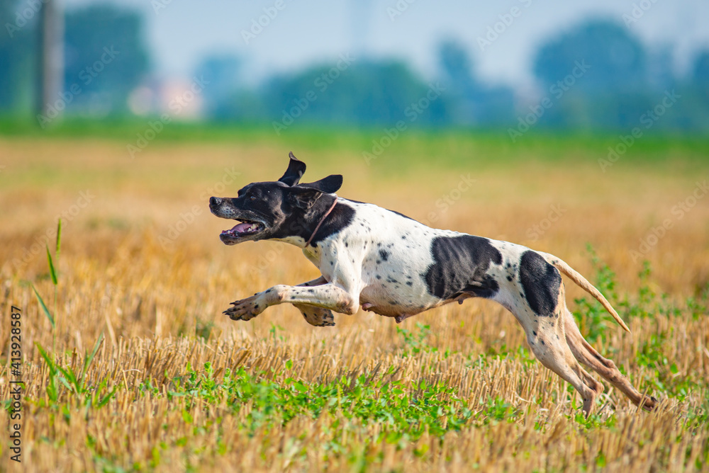 Profile shot of athletic black and white English Pointer dog running at full speed during hunting day Profile shot of athletic black and white English Pointer dog running at full speed during hunting day