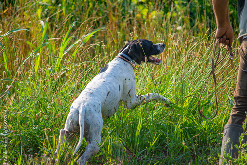 Elegant English Pointer on a leash