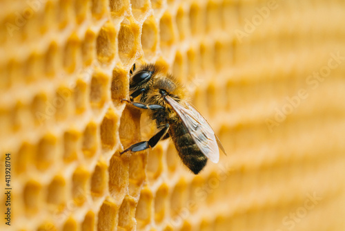 Macro photo of working bees on honeycombs. Beekeeping and honey production image © Aleksandr Rybalko