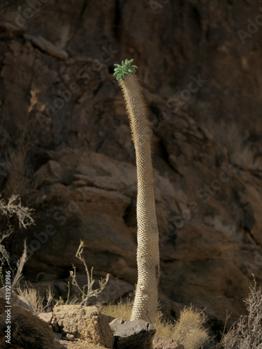 Halfmens succulent  Pachypodium namaquanum photo