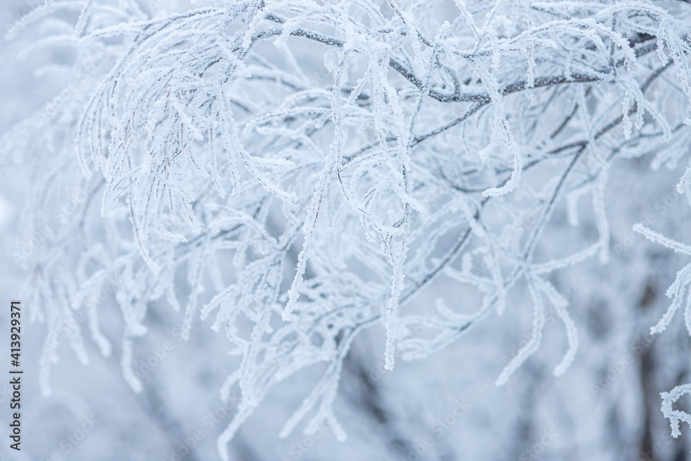 Fototapeta premium Snow and rime ice on the branches of bushes. Beautiful winter background with trees covered with hoarfrost. Plants in the park are covered with hoar frost. Cold snowy weather. Cool frosting texture.