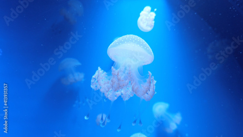 Fluorescent barrel jellyfish swimming in an aquarium pool. A glowing jellyfish moving in the water © Honchar