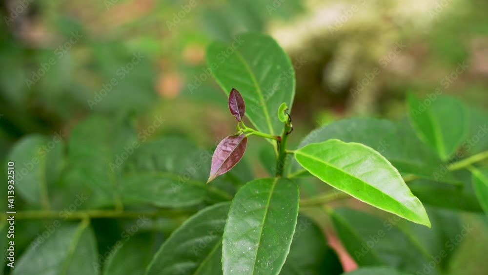 Close up shot of Guayusa Tena Plant with green and red leaves during sunlight in amazon rainforest. Handheld footage. Close up shot of Guayusa Tena Plant with green and red leaves during sunlight in amazon rainforest. Handheld footage.