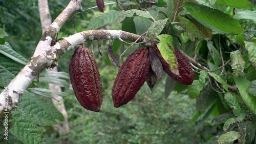 Several cacao fruits growing in amazon rainforest during cloudy and windy day. Close up pan shot.